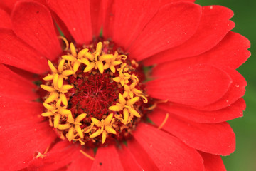 red flower detail