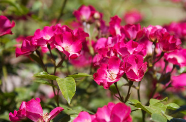 Fototapeta na wymiar rose bushes