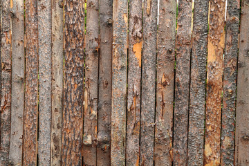 wooden bark background