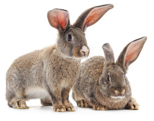 Two brown rabbits.