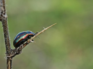 Regenbogen-Blattkäfer (Chrysolina cerealis) auf Weißdorn
