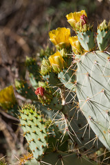 Prickly Pear pads, spines, buds and flowers in the Chihuahuan desert