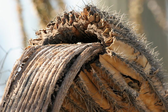 Closeup of skeleton and remaining bark of a dead Giant Saguaro in Arizona's Sonoran Desert