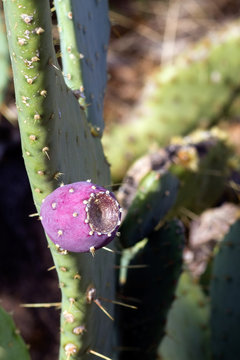 Edible fruit, called nopal or tuna, on Prickly Pear Cactus in the Sonoran Desert