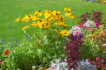 Bright flowers rudbeckia