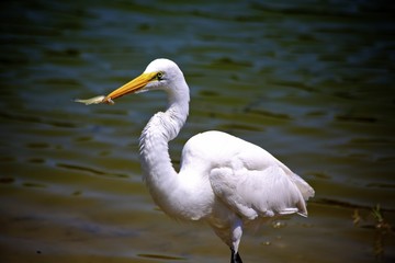 Great white egret