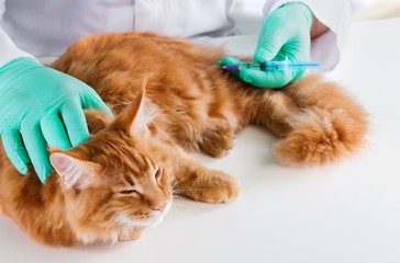 Veterinarian.
