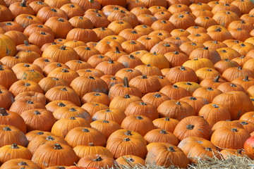Pumpkins / Multicolored decorative pumpkins on autumn festival