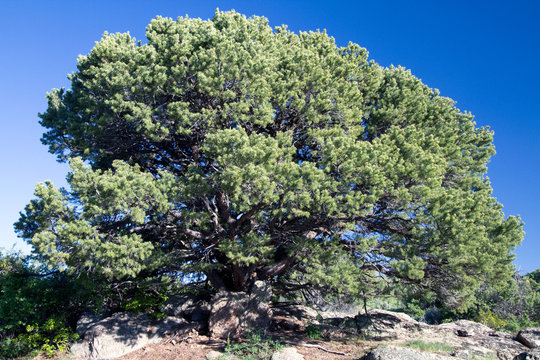 Perfect specimen Pinyon Pine in Black Canyon of the Gunnison National Park in Colorado