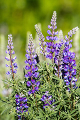 Tall purple spikes of Silvery Lupine in Black Canyon of the Gunnison National Park in Colorado