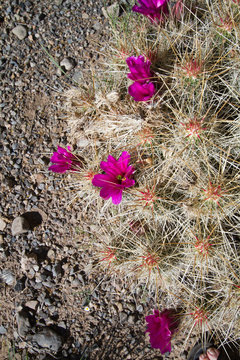 Purple-flowering Strawpile Hedgehog in the Chihuahua Desert of southern New Mexico