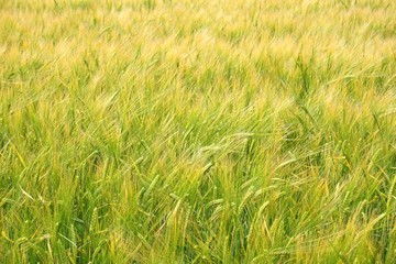 Young Wheat In Early Summer