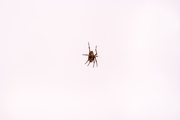 Isolated spider