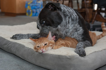 Tabby kitten enduring the playful big dog 