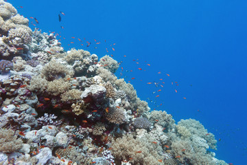 Fototapeta na wymiar coral reef with shoal of fishes scalefin anthias, underwater
