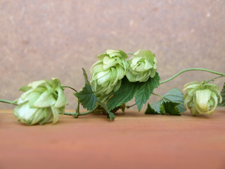 Hops plant