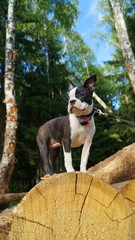 Boston terrier
