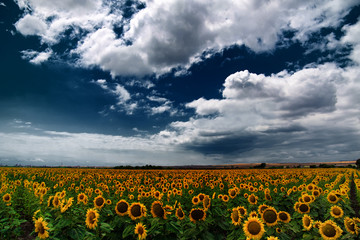 Sunflower field, Bulgaria.