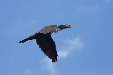 Cormorant, Phalacrocorax carbo