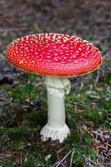 Amanita muscaria mushroom in a forest