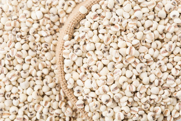 job's-tears of millet on white background