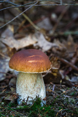 Boletus mushroom in autumn forest