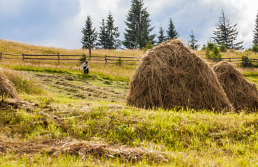 sheaves of hay in the Carpathians