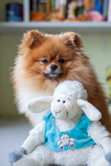 Funny Pomeranian with toy sitting in an interior