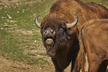 Closeup of a roaring European bison (Bison bonasus) male, bull, buffalo in rutting season. © Photosebia
