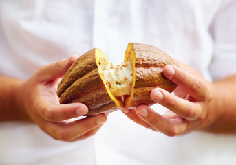 man opens ripe cocoa pod in hands, with beans inside