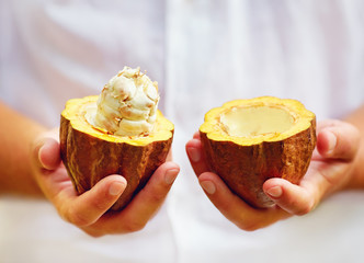 man opens ripe cocoa pod in hands, with beans inside