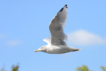 European Herring Gull, Larus argentatus