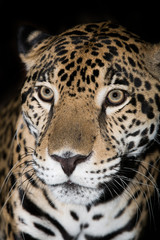 Naklejka na ściany i meble Jaguar closeup