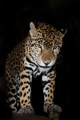 Plakat Jaguar closeup