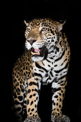Jaguar closeup