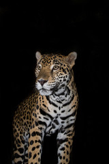 Jaguar closeup