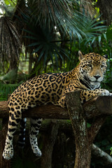Jaguar closeup