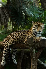 Abwaschbare Fototapete Panther Jaguar closeup