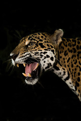 Young Jaguar closeup snarling © jamenpercy