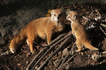 Yellow mongoose (Cynictis penicillata).