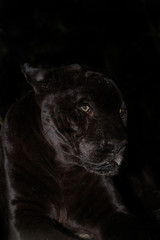 Obraz na płótnie Canvas Jaguar closeup