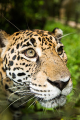 Jaguar closeup