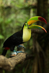 Toucan portrait closeup
