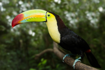 Toucan portrait closeup