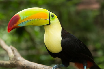 Toucan portrait closeup