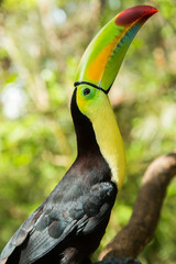 Toucan portrait closeup