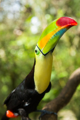 Toucan portrait closeup