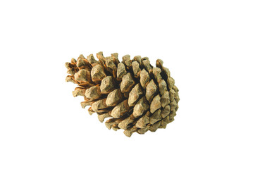 brown pine cone isolated on white background, include with clipping path