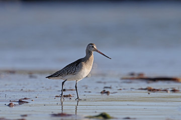 Black-tailed godwit, Limosa limosa