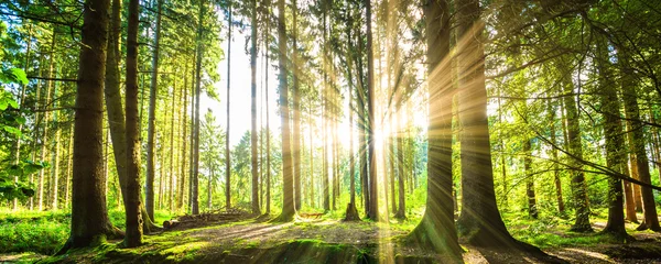 Vlies Fototapete Wälder Wald Panorama mit Sonnenstrahlen